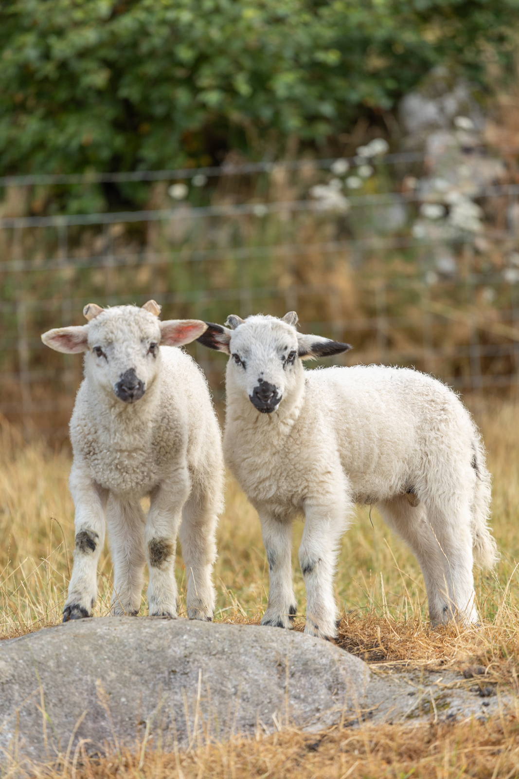Young lambs at Cullen's Sheep Farm near Glendalough