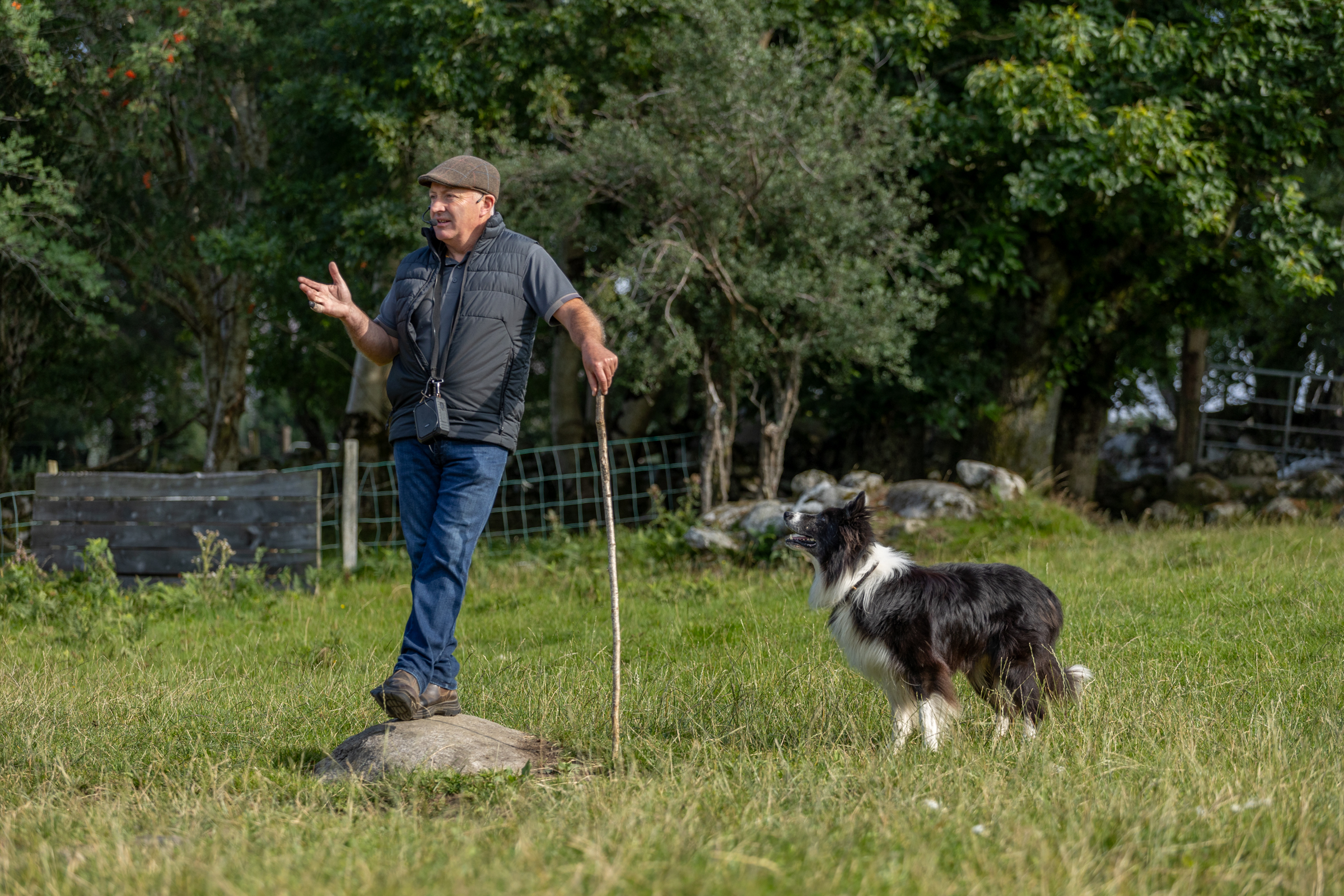 Working sheepdog demonstration at a traditional sheep farm in County Wicklow