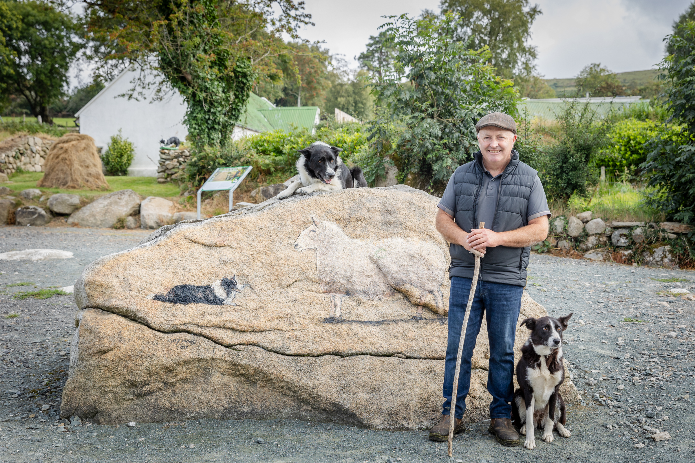 Traditional sheep farming in the Wicklow Mountains near Glendalough
