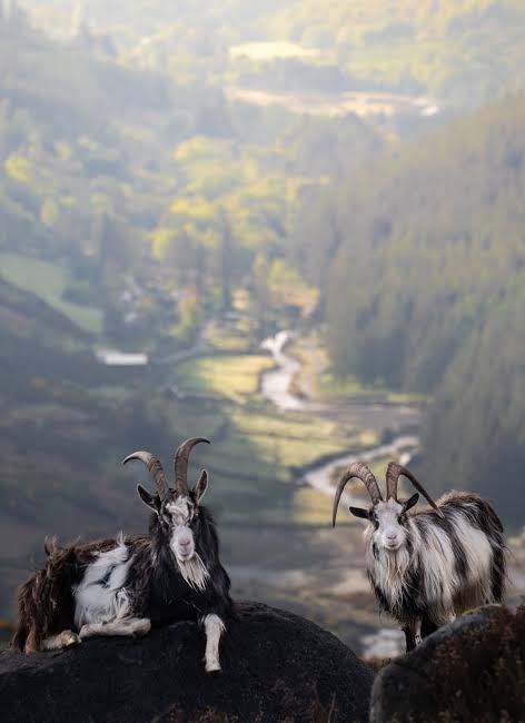 Wild-living feral goats in the Wicklow Mountains